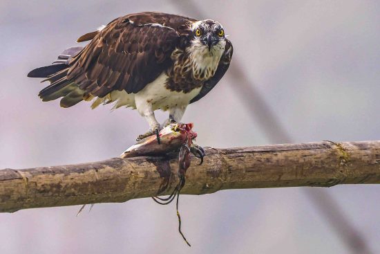 osprey bird facts - Osprey Photography