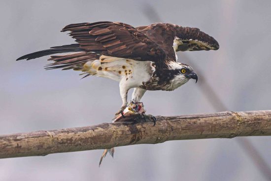 osprey bird facts - Osprey With Fish Photography