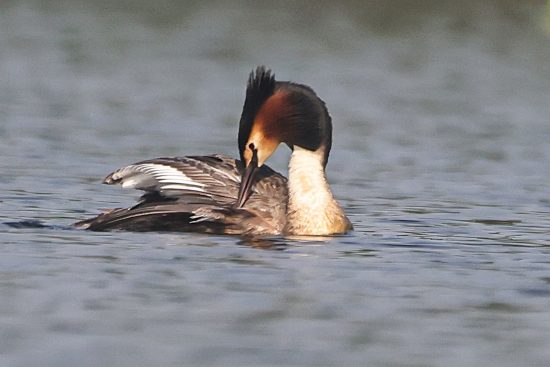 Great Crested Grebe