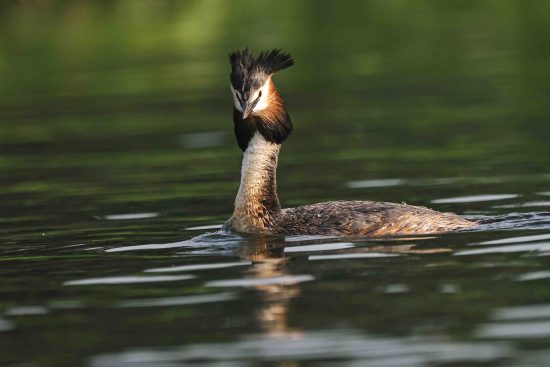 Great Crested Grebe Photography