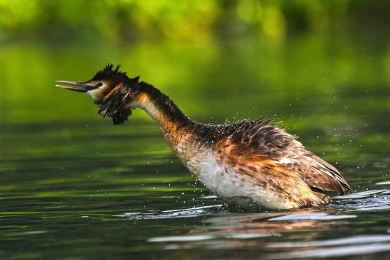 Great Crested Grebe Photography