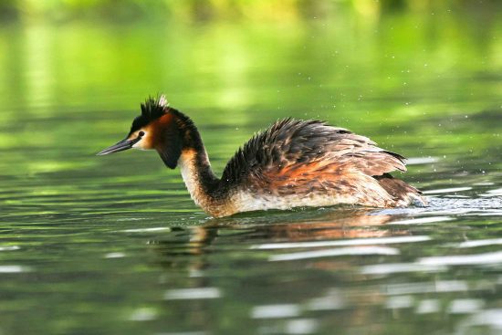 Great Crested Grebe Photography