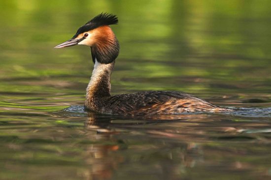 Water Bird Photography