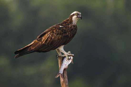 osprey bird facts