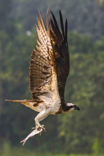 Osprey Flying With Fish Photography