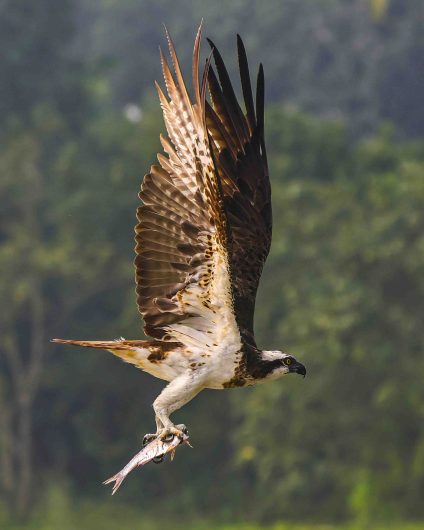 osprey bird facts -Osprey Flying With Fish Photography