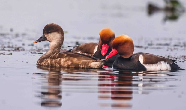 Red-crested Pochard Photography