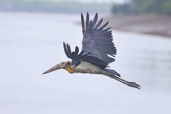 Madantak Bird Flying in Sundarbans