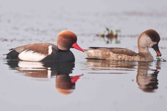 Red-crested Pochard couple feeding from the water of Gazaldoba birdwatching area.