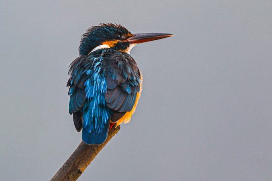 common kingfisher