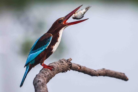 White-throated Kingfisher tossing a fish with it's beak