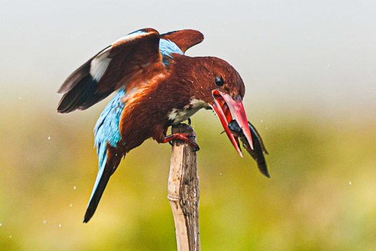 Close-up of a White-throated Kingfisher with vibrant blue and brown feathers, perched on a wooden stick, with its beak open.