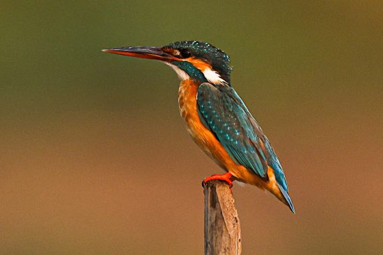 Close-up of a vibrant common kingfisher bird perched on a branch, showcasing its bright blue and orange plumage, with a blurred natural background.