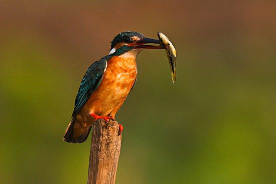A vibrant common kingfisher perched on a wooden post, holding a fish in its beak, showcasing its hunting skills and striking plumage.