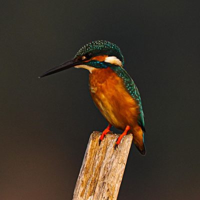 Conservation Status