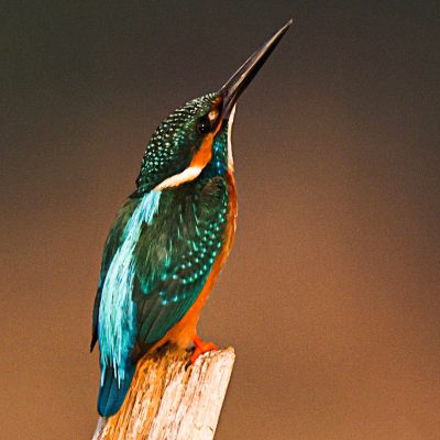 Photography tips