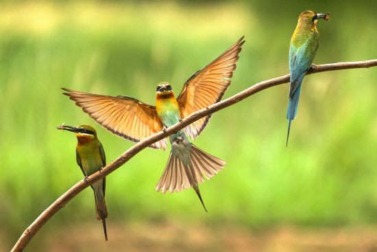 Blue-tailed Bee-eater. Wildlife Photography Conservation India