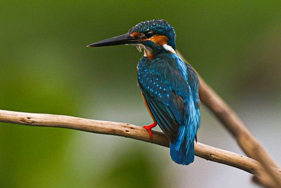 Close-up of a vibrant common kingfisher with blue and orange plumage perched on a thin branch against a blurred green background.