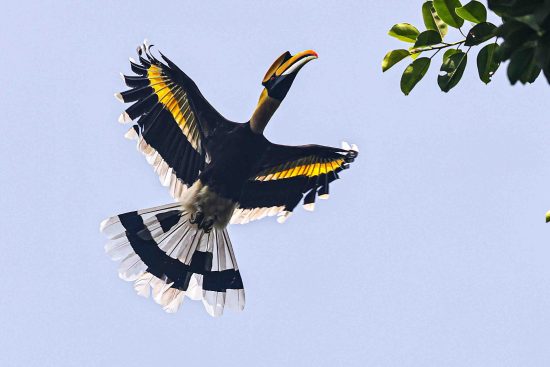 Great Indian Hornbill Male Flying Photography