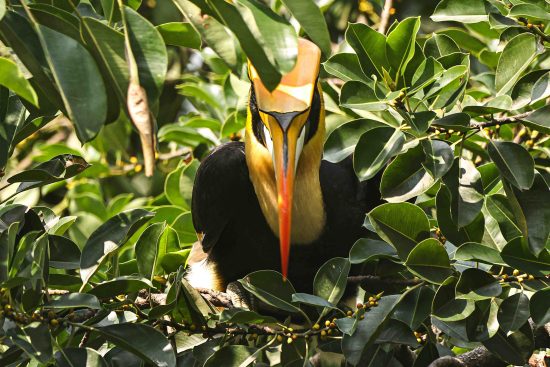 Great Indian Hornbill Male Photography