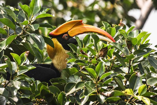 Great Indian Hornbill (Female) and featured image of bird photography portfolio.