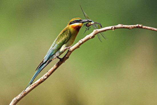 Blue-tailed Bee-eater - bird perched with catch