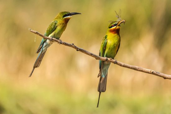 Blue-tailed Bee-eater Photography