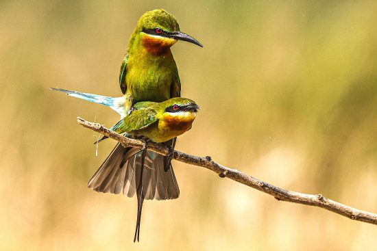Blue-tailed Bee-eater Mating Ritual Photography