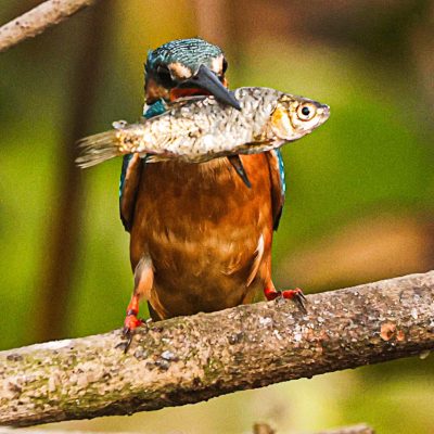 conservation status