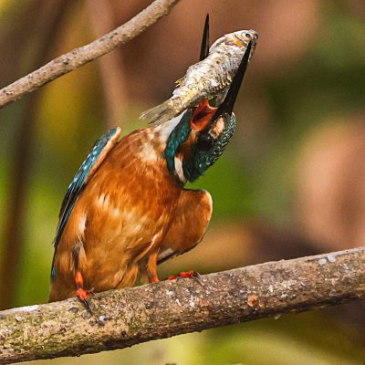 Common Kingfisher