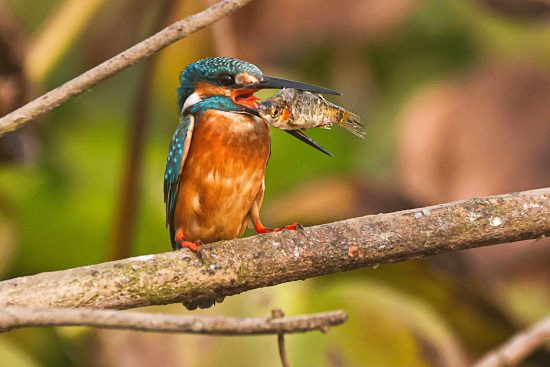 common kingfisher photography and conservation