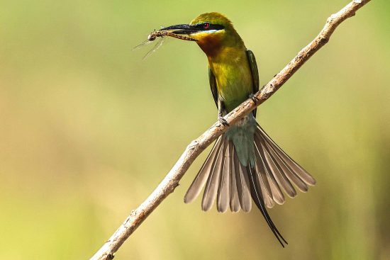 Blue-tailed Bee-eater Bird Photography.