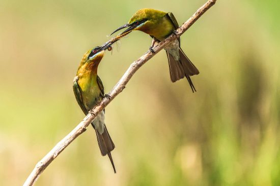 Blue-tailed Bee-eater Courtship Ritual