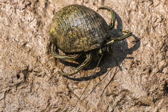 Macro photography of Hermit Crab and this photo is used in the blog related to Wildlife photography for conservation