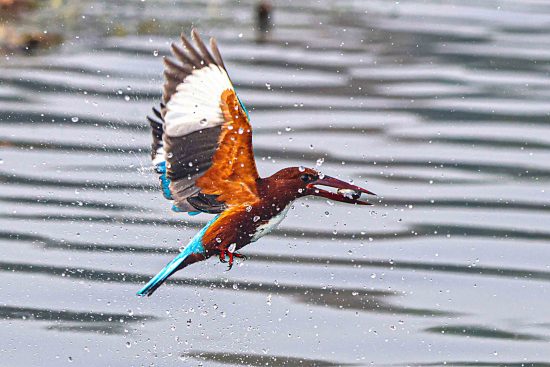 White-throated Kingfisher catching fish in water, showcasing vibrant blue and orange plumage, in a wildlife photography shot.