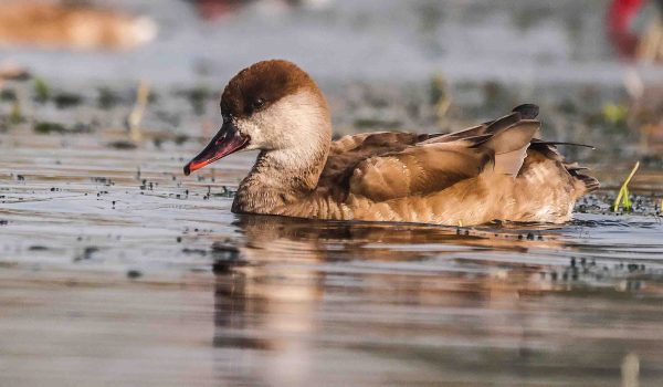 Red-crested Pochard Female Photography