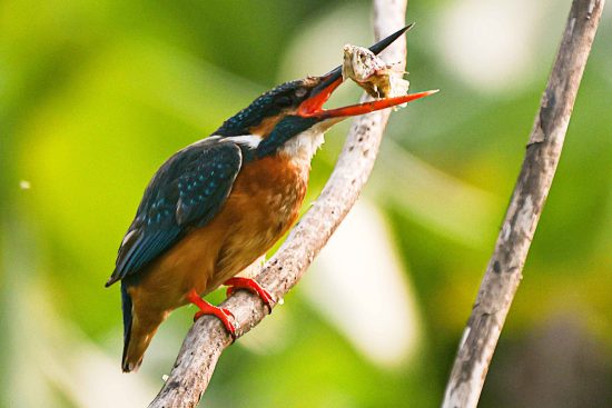common kingfisher photography and conservation