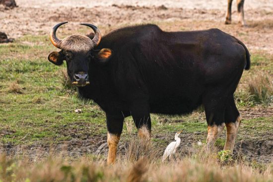 A black bull, the Gaur, is positioned in a field with a white bird nearby in Jaldapara National Park.