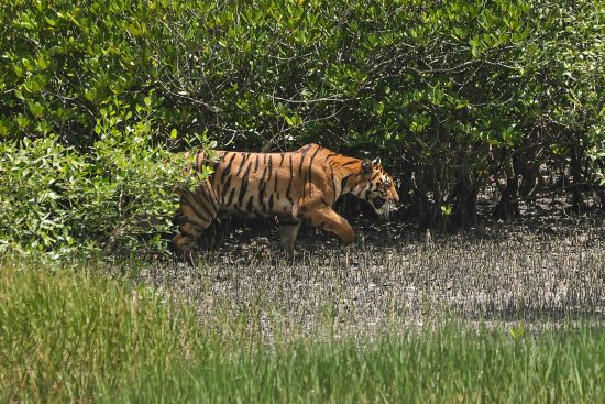 royal bengal tiger of sundarbans