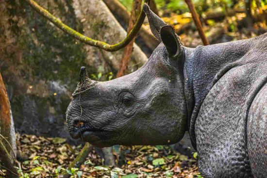 Greater One-Horned Rhinoceros in Jaldapara National Park
