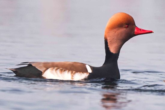 Male Pochard sailing on the water of Purbasthali birdwatching area.
