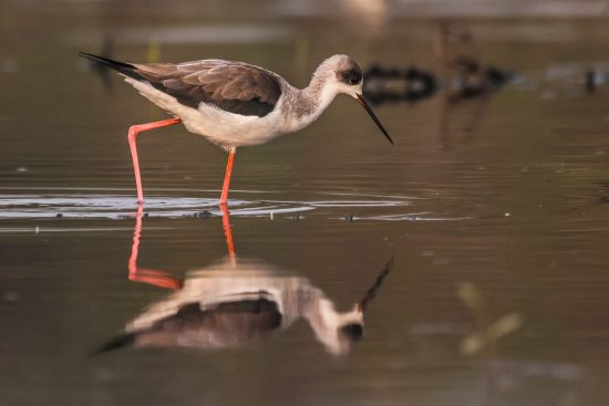 Black-winged stilt bird Bird Photography