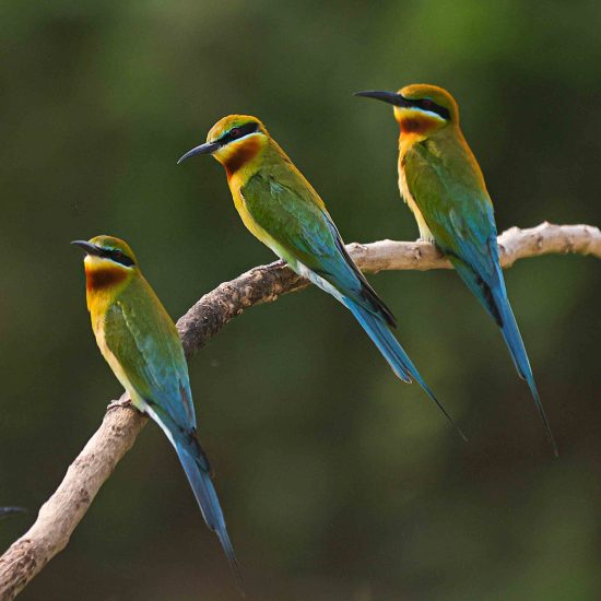3 Blue-tailed Bee-eater birds are perched in purbasthali and i used this photo in Inspirational photography quotes for photographers blog