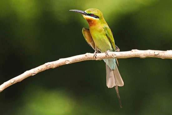 Beautiful birdperched in Purbasthali