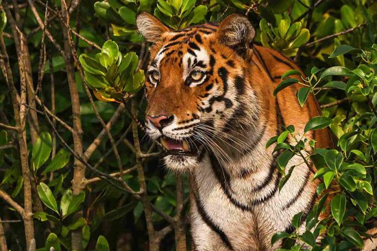 Bengal tiger resting in themagrove forest of Sundarbans