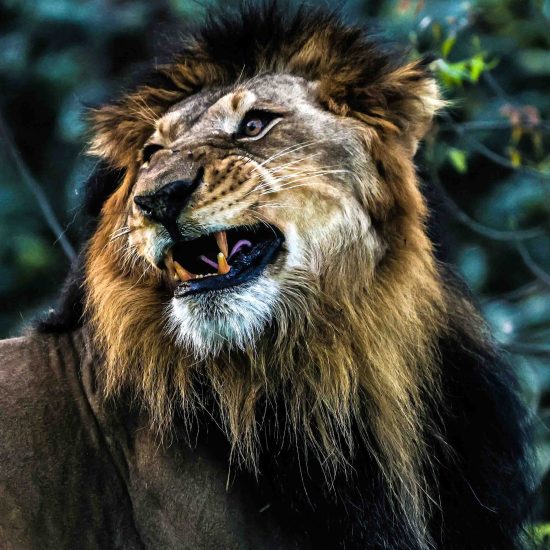 Wildlife Photography