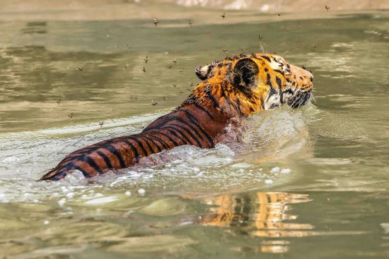 Royal Bengal Tigress of Sundarban Mangroves