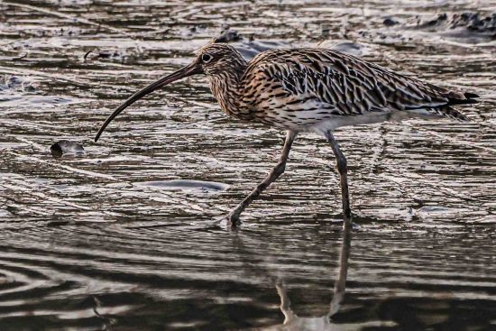 Eurasian Curlew Sundarban Wildlife Photography Gallery