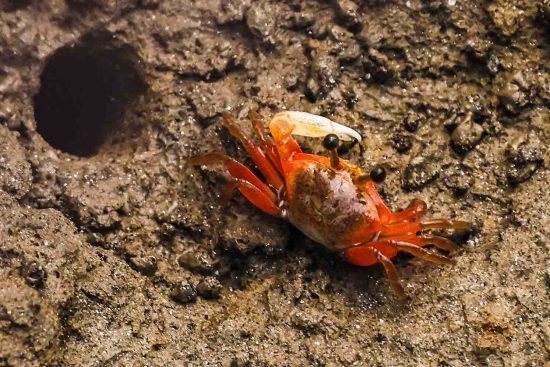 red crab of sundarban mangroves and this photo is used in the blog related to Wildlife photography for conservationand this photo is used in the blog related to Wildlife photography for conservation