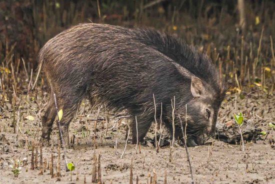 wild boar wildlife photography in sundarban mangroves and this photo is used in the blog related to Wildlife photography for conservation